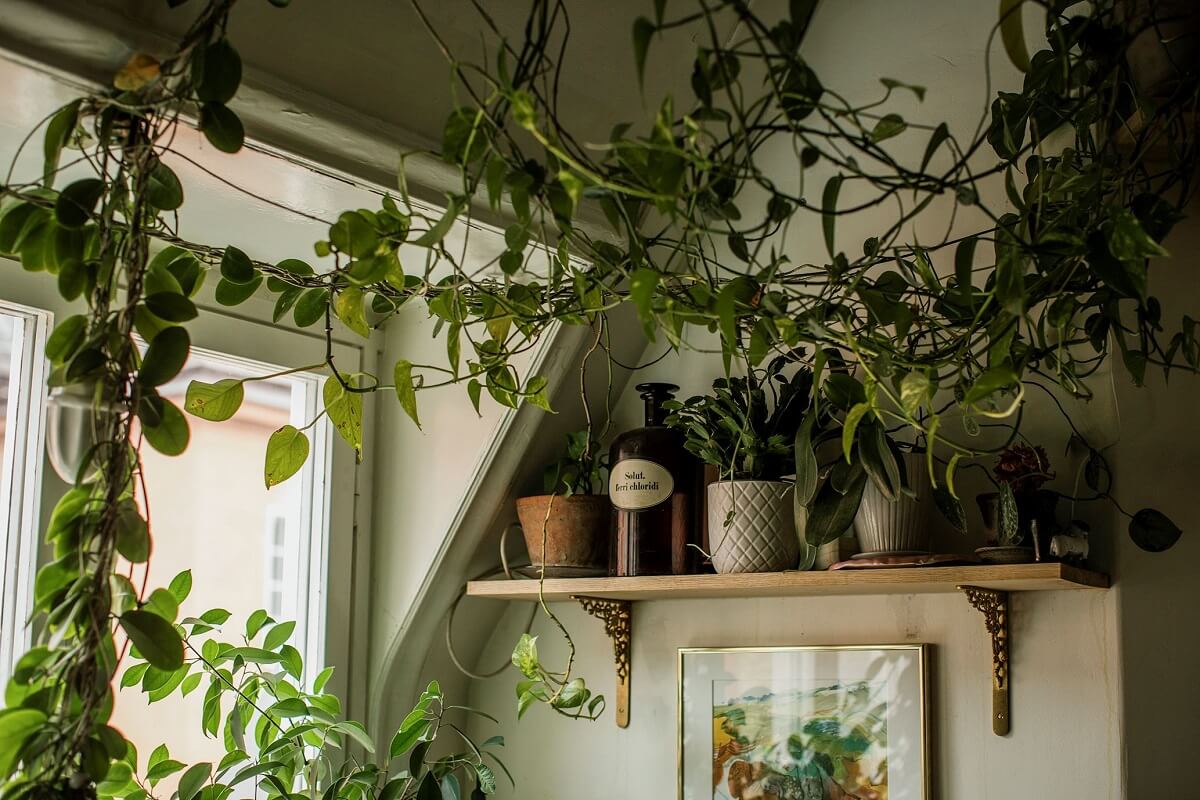 A Cozy Green Kitchen in a Vintage Attic Apartment 8 plants-shelf-kitchen-slanted-ceiling-nordroom