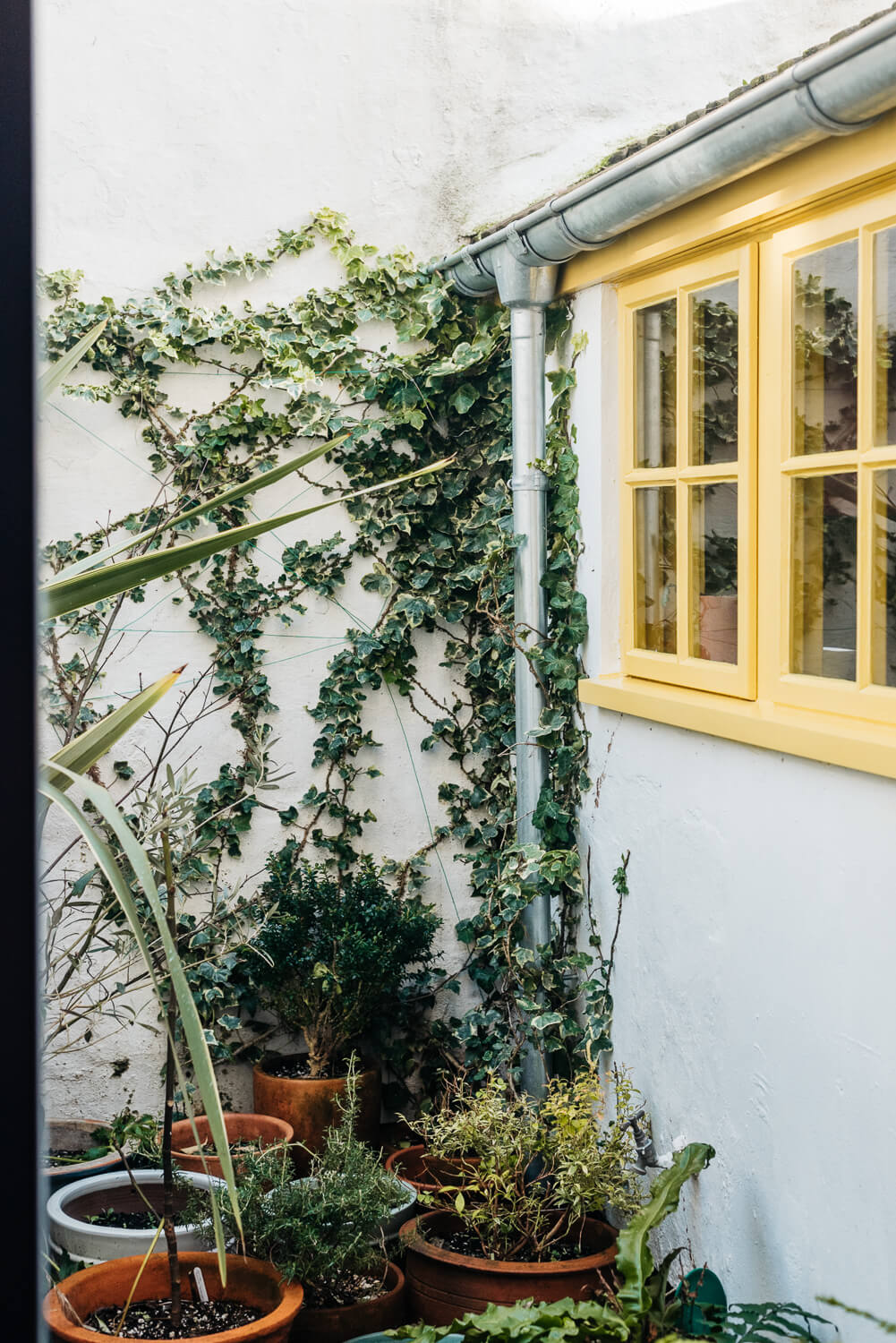 Colorful Rooms in a Historic English Home 22 small-garden-plants-yellow-window-frames-norroom
