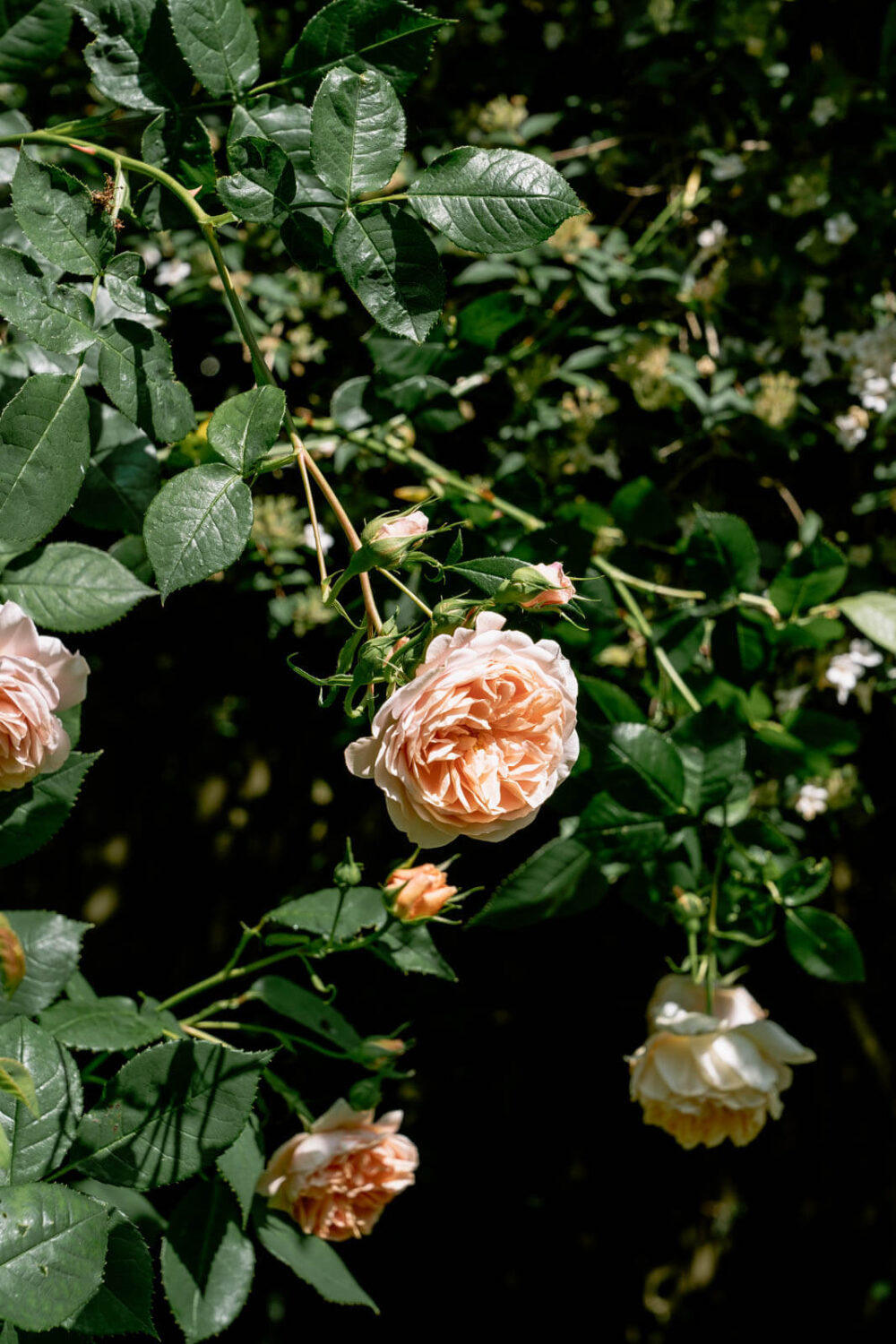 A London Home with Color Accents and a Secret Garden Shed 19 rose-bushes-garden-london-nordroom