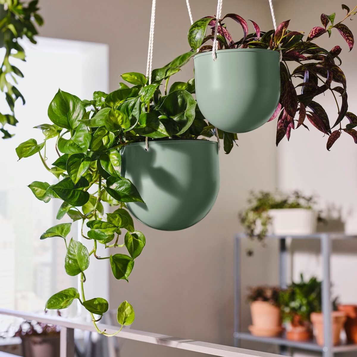 IKEA DAKSJUS: A Limited Collection for Plant Lovers 49 ikea-daksjus-new-collection-green-hanging-planter