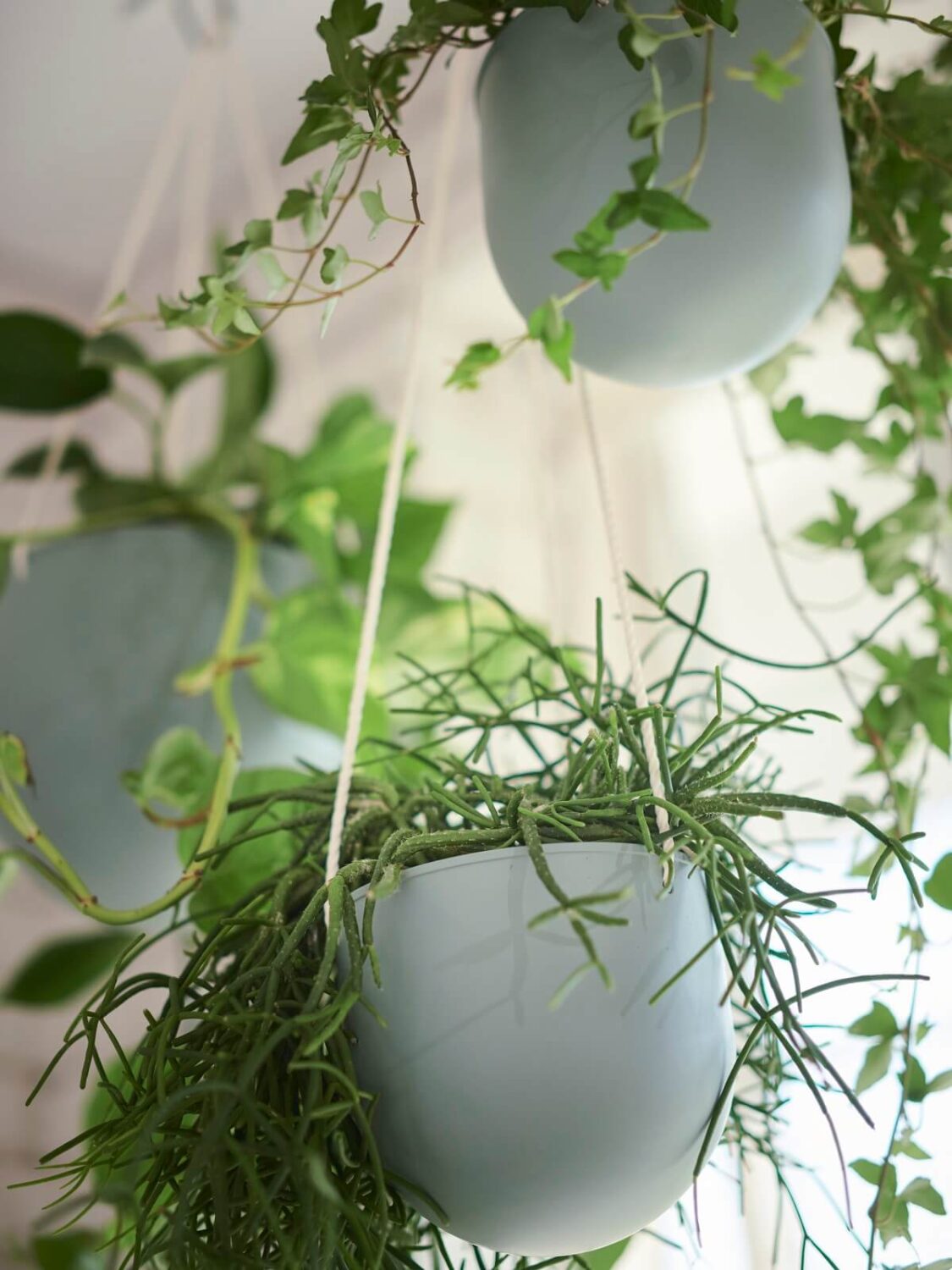 IKEA DAKSJUS: A Limited Collection for Plant Lovers 4 ikea-daksjus-new-collection-hanging-planter-nordroom