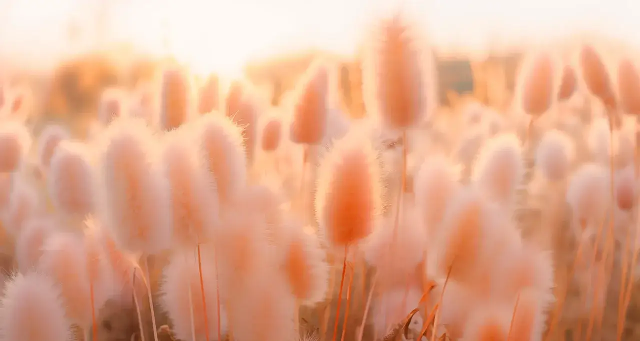 pantone-color-of-the-year-2024-peach fuzz