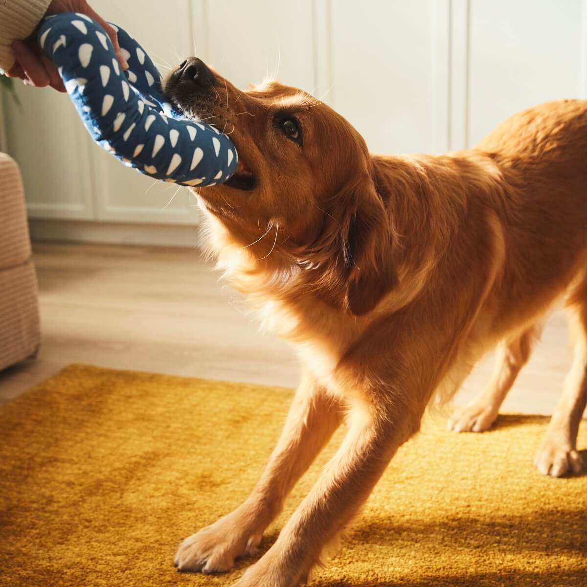 IKEA UTSÅDD: A Pets Collection for A Joyful Home Life 12 IKEA-UTSADD-blue-dog-toy-nordroom