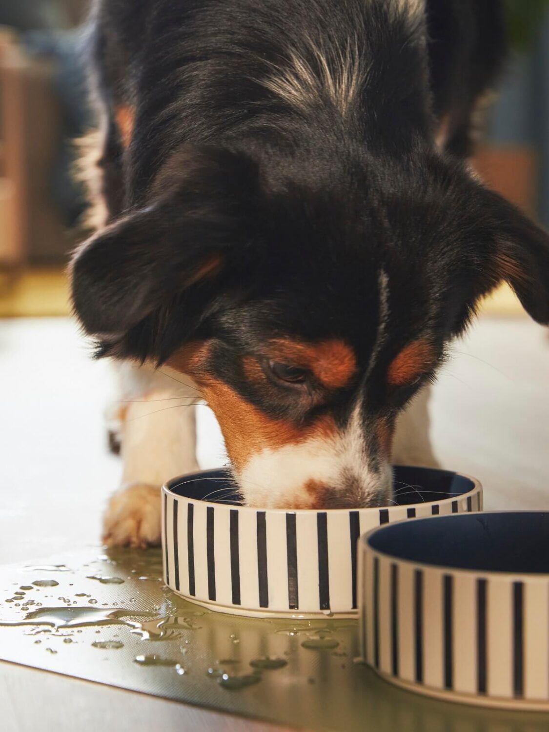 IKEA UTSÅDD: A Pets Collection for A Joyful Home Life 11 IKEA-UTSADD-eating-bowl-nordroom