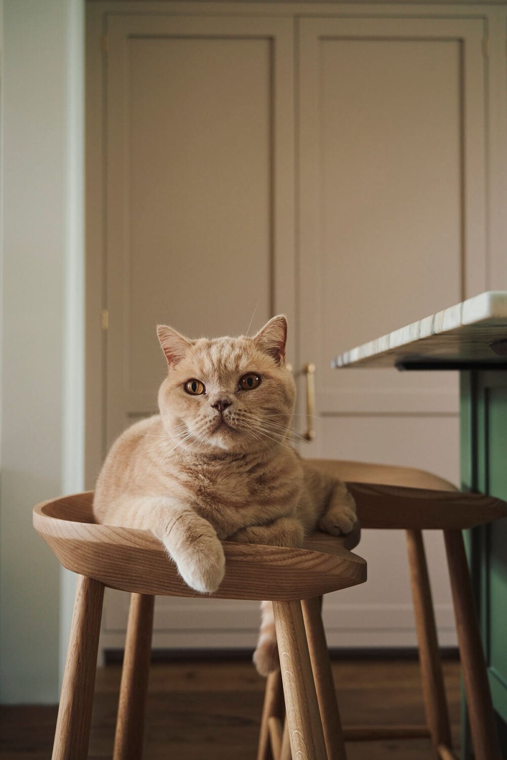A Pretty Pink and Green deVOL Kitchen in South London 7 cat on devol bar stool