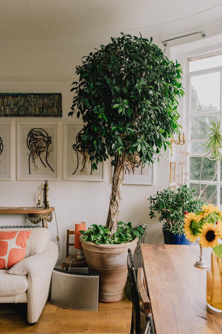 Plants, Art, and a Huge Bay Window in a London Apartment 5 living roo with a small tree and bay window