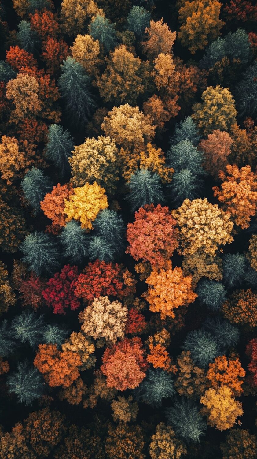Beautiful (and Fun) Fall Phone Wallpapers to Start the Cozy Season 3 colorful fall woods from above wallpaper nordroom