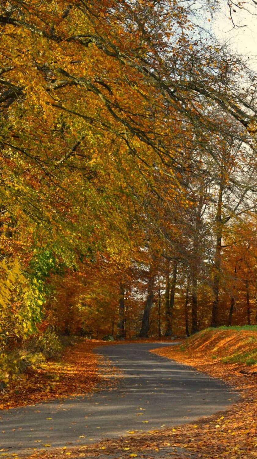 Beautiful (and Fun) Fall Phone Wallpapers to Start the Cozy Season 4 fall country roa wallpaper
