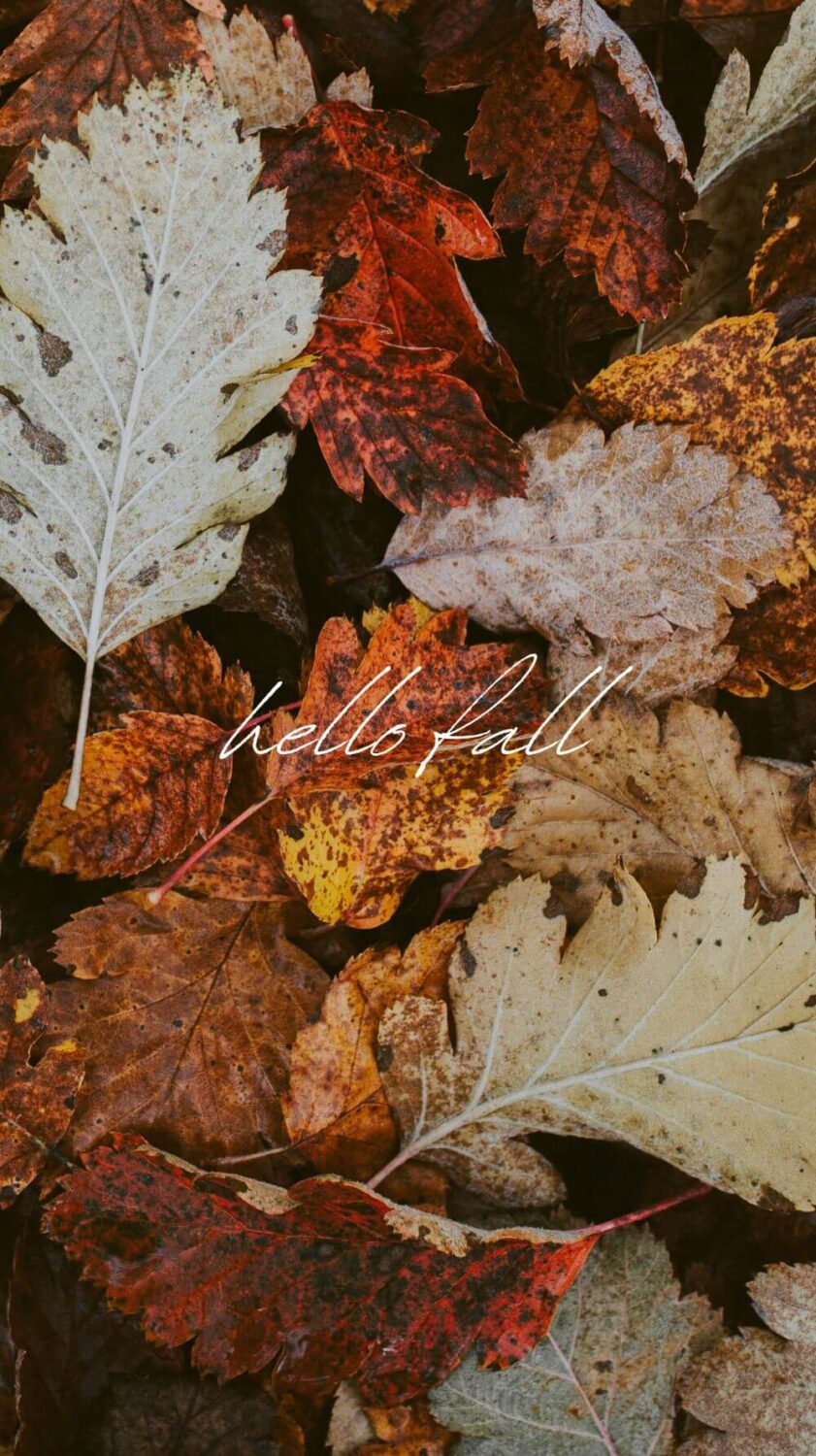 Beautiful (and Fun) Fall Phone Wallpapers to Start the Cozy Season 1 fall season leaves wallpaper