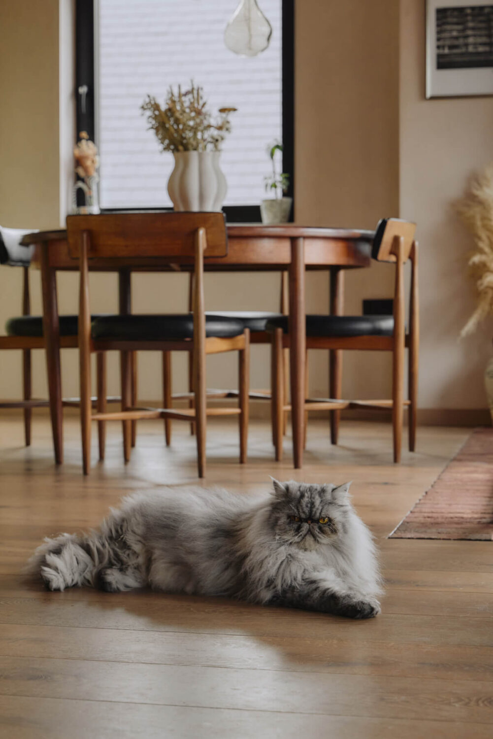 An Elegant Apartment with Plaster Walls and a Winter Garden 14 living room detail cat