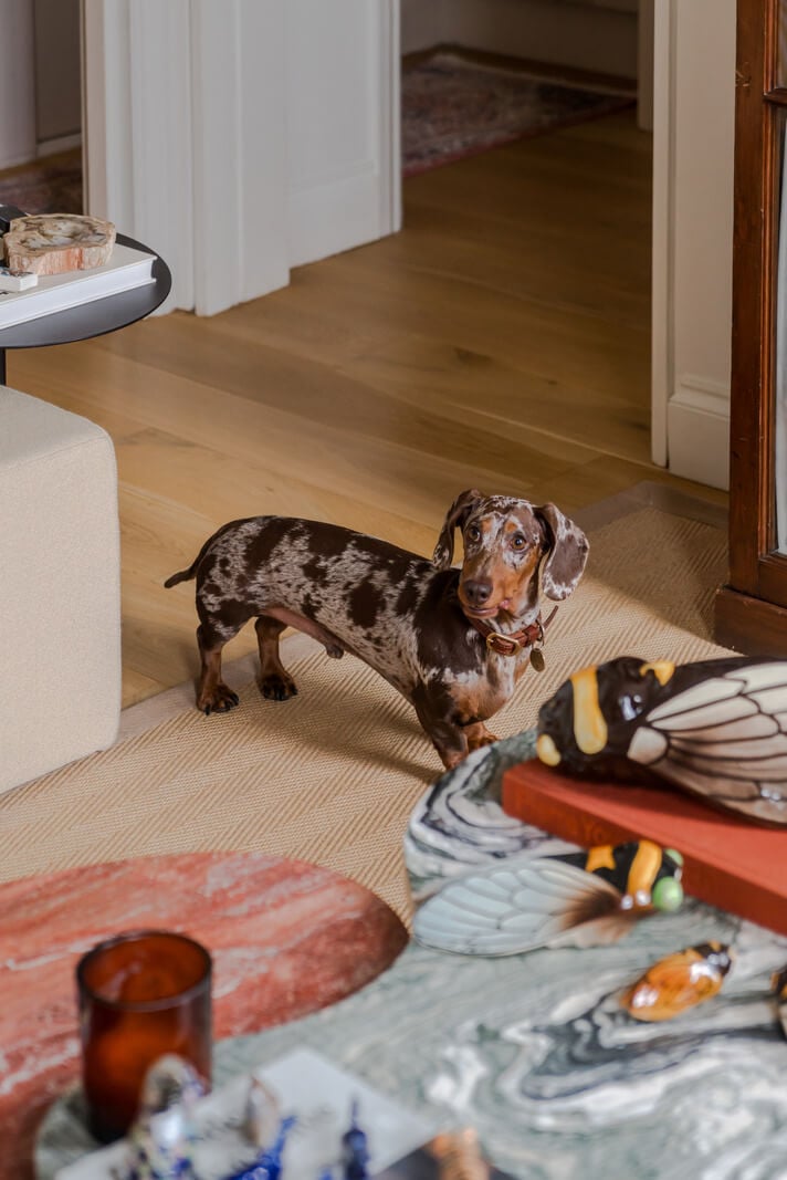 Cozy Contemporary Spaces in a Light-Filled Victorian Apartment 9 living room detail dog