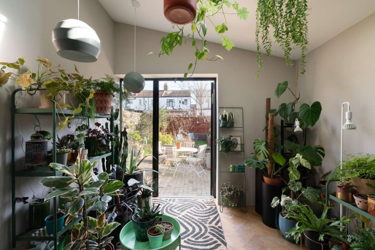 A Colorful Home with a Gold Extension in North London 2 garden room filled with plants