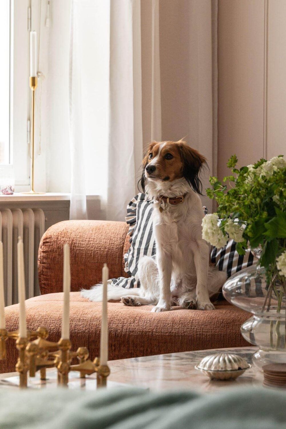 Warm Colors and Classic Elements in a Charming Studio Apartment 3 dog in studio