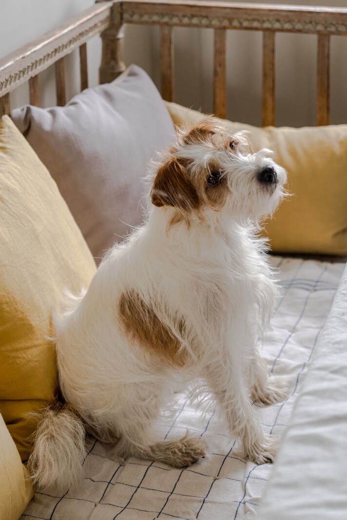 A Serene Color Palette and Arched Windows in a Small English Apartment 5 dog